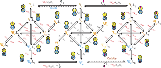 A 24-state kinetic model of AdiC for transporting two types of ligand on opposite sides of the membrane. All states are denoted according to the sidedness configuration 1 described in Results. As an example, S6 identified in the polarization study, which corresponds to the structural and functional state EO, is denoted as 6EO (bottom middle). The middle portion described the transition of apo AdiC among eight identified states differing in conformation or energy. The left and right portions describe the transport of the intracellular ligand LI, e.g., Agm2+ or a nonradioactive ligand, and the extracellular ligand LE, e.g., Arg+ or a radioactive ligand, respectively. As initial conditions, LI is only present in the internal solution, whereas LE is only present in the external solution. After being transported across the membrane, they are present on both sides. Transition rate constants ki,j and kj,i, associated with arrows, indicate the reversible transitions between corresponding states i and j (Tables S1, S2, S3, and S4). For distinction, the transitions involving the binding and unbinding of a ligand are labeled with KD=koff/kon. Refer to the image caption for details.