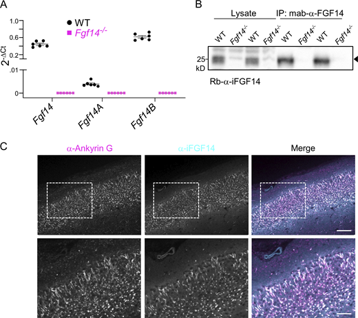 Figure S1. Refer to the image caption for details.