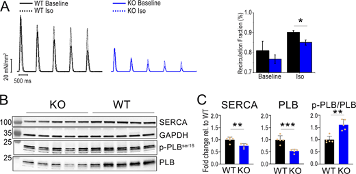 Ca2+recirculation fraction and SERCA/PLB expression. (A) Representative Ca2+ recirculation fraction estimated by the decline of potentiated beats following a period of high stimulation rate in trabeculae from trabeculae of 8-mo-old WT and Obscn KO male mice, stimulated at 5 Hz, in the absence and in the presence of Iso 0.1 µm. (B) Representative western blots for total SERCA, PLB, phospho-PLB at serine 16, and GAPDH. (C) Protein expression levels of WT (n = 5) and Obscn KO (n = 5) hearts excised from 8-mo-old male mice. The intensity of individual bands was quantified following normalization to that of GAPDH. The mean relative intensity of WT samples was set at 1. **P < 0.01 and ***P < 0.001 versus WT, as determined by Student’s t test. Source data are available for this figure: SourceData F4.