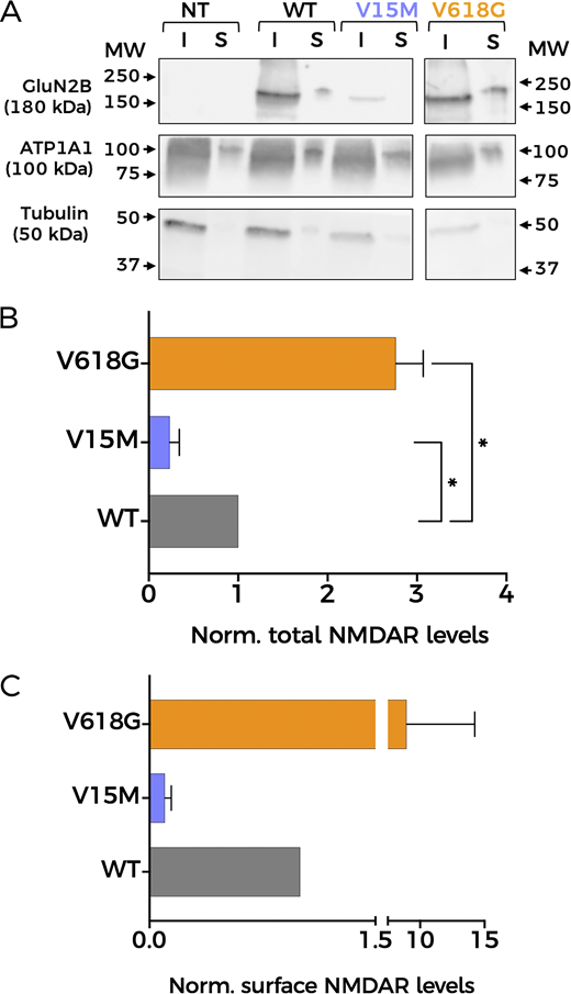 Mutation V618G shows increased membrane abundance. (A) Representative western blot of NMDAR protein abundance in HEK293T cells non-transfected (NT) or transfected with GluN1-GluN2BWT (WT), GluN1-GluN2BV15M (V15M), or GluN1-GluN2BV618G (V618G). Input (I): total lysate; surface (S): biotinylated fractions corresponding to membrane proteins. Middle panel: Na+/K+ ATPase α1 subunit (ATP1A1). Lower panel: tubulin. All sections of the image correspond to the same experiment. Some lanes have been omitted since they are not relevant for this study. Arrows indicate migration of molecular mass markers (MW; values in KDa). (B) Protein abundance for the indicated GluN2B subunit variants calculated as the ratio GluN2B/tubulin levels, then normalized to WT values. N = 4; *, P < 0.05 (one-way ANOVA/Dunnett’s test). (C) Total GluN2B membrane abundance calculated as the ratio GluN2B/ATP1A1 membrane fractions (S), normalized to WT membrane values. All graphs: data points represent mean ± SEM. Source data are available for this figure: SourceData F5.