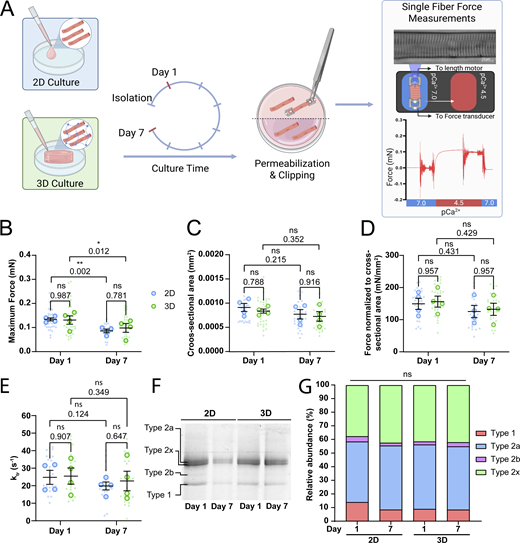 Single muscle fiber force measurements of muscle fibers cultured in 2D and 3D systems on days 1 and 7 of culture. (A) Graphical overview of the force measurement experiment (image made in BioRender). (B) Quantification of the maximum force production of skinned muscle fibers at days 1 and 7 cultured in 2D and 3D. (C) Quantification of muscle fiber CSA at days 1 and 7 cultured in 2D and 3D. (D) Quantification of the normalized maximum force to CSA at days 1 and 7 cultured in 2D and 3D. (E) Quantification of single fiber rate of tension redevelopment (ktr) at days 1 and 7 cultured in 2D and 3D. (F) Example SDS-PAGE gel performed to analyze myosin heavy chain composition of pooled muscle fibers at days 1 and 7 cultured in 2D and 3D. (G) Quantification of relative myosin heavy chain abundance in pooled muscle fibers at days 1 and 7 cultured in 2D and 3D. Data are means ± SEM; large dots represent mean values per mouse, and small dots represent single muscle fibers. Significance was determined using the two-way ANOVA test in panels B–E and using χ-square test in panel G with P < 0.05 considered as significant with * = P < 0.05 and ** = P < 0.01. Source data are available for this figure: SourceData F3. Refer to the image caption for details.