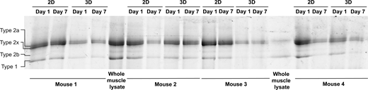 SDS-PAGE gel for identification of myosin heavy chain composition. SDS-PAGE separation of myosin heavy chain isoforms from pooled FDB muscle fibers of four mice cultured in 2D and 3D on days 1 and 7. Mixed whole muscle lysate from mouse soleus and EDL was used as a control in lanes 5 and 14. Source data are available for this figure: SourceData FS6. Refer to the image caption for details.