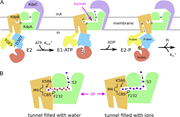 Transport mechanism through KdpFABC.(A) Schematic illustration of KdpFABC in three catalytic states. In the E2 state (left), a K+ ion from the periplasm is bound to the selectivity filter in KdpA and the tunnel is blocked at the interface between KdpA and KdpB. In the ATP bound E1 state (middle), the tunnel is open and K+ has access to the canonical binding site (CBS) in KdpB. In the E2-P state (right), in which Asp307 is transiently phosphorylated, the tunnel is again blocked, but the ion has been moved to the release site in KdpB. After hydrolyzing the aspartyl phosphate and releasing the K+ to the cytoplasm, the cycle resets. The high-energy E1∼P state is not shown. KdpA is colored green. The transmembrane domain of KdpB is brown, and the cytoplasmic domains are yellow (A-domain), red (N-domain), and blue (P-domain). KdpC is purple and KdpF is not shown. (B) Closeup of the tunnel showing alternative scenarios in which it is filled either with water (as seen for example in PDB 7LC3) or with K+ ions (as seen for example in PDB 7ZRK). In the former scenario, an individual K+ moves through the tunnel to reach the CBS, whereas the latter scenario would presumably involve a relay. S3 denotes the primary binding site for K+ in the selectivity filter. Phe232 from KdpB resides at the subunit interface and has been shown to play a role in coupling ATPase activity to transport (Silberberg et al., 2021). Lys586 resides in the CBS and has been hypothesized to play a role in moving K+ into the release site (Sweet et al., 2021). M4 refers to a transmembrane helix in KdpB that is unwound in the vicinity of the conserved Pro264, thus forming the primary binding site in KdpB.