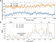 Hydration of the tunnel.(A) Number of water molecules present in the tunnel when one K+ or three K+ ions are initially placed in the tunnel. (B) The probability density function (PDF) of water molecules along the axis of the tunnel. The tunnel region was identified using HOLE. The data were normalized so that the integral represents the average number of water molecules.
