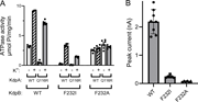 F232A mutant uncouples ATPase from potassium transport. (A) ATPase activity for WT as well as KdpB-F232I and KdpB-F232A mutations. Each of these KdpB mutants was tested with a WT selectivity filter (KdpA-WT) and a Q116R selectivity filter (KdpA-Q116R) in the presence (+) and absence (−) of 150 mM K+. (B) Transport of WT and the two KdpB-F232 mutants measured with SSME. Uncoupling by the F232A mutation is evident from the K+-independent ATPase activity and the complete lack of transport. The F232I mutant retains K+ dependence and coupling, but exhibits lower ATPase and transport activities. Raw data from the SSME transport assay are shown in Fig. S13.