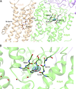 Anomalous signal derived from X-ray crystallography of KdpFABC. Panel A shows an overview of the anomalous signal in KdpFABC. This represents one of three copies in the asymmetric unit (chains A–D), with the others shown in Fig. S14. The model corresponds to the previous X-ray structure (PDB accession no. 5MRW) which was used to phase the current data by molecular replacement. The only significant signal was observed in the S3 position of the selectivity filter, shown in closeup in panel B. The mesh surface corresponds to 4σ with the peak slightly exceeding 7σ. No significant signal was seen within the tunnel connecting the subunits. KdpA is colored green, KdpB brown, and KdpC is purple.