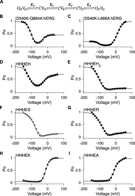 Unconstrained five-state gating polarity model. (A) Gating scheme of the five-state gating polarity model. Voltage-dependent transition steps, K1 and K2, and voltage-independent transition steps, K3 and K4, are all freely floating parameters. C is the closed state, and O is the open state of the pore. V is the state of the voltage sensor, where VR is at rest. Subscripts H and D for all O and V states indicate states upon membrane hyperpolarization and upon membrane depolarization, respectively. Equations for calculating PO−V plots are described in Materials and methods. Fitting of the PO−V plots to data using the gating scheme are shown as a solid black line in figure panels (B–I). Parameter values used for these fittings are reported in Table S1. PO−V scatter plot data in B and C are adapted from Tristani-Firouzi et al. (2002), and normalized again such that the maximum PO is normalized to 1 (i.e., relative current/maximum relative current). PO−V scatter plot data in D–I are adapted from Lin et al. (2024). (B–I)PO−V scatter plot data of D540K-Q664A hERG (upward-pointing triangle ▲), D540K-L666A hERG (square ■), HHHEH (diamond ♦), HHHEH2 (downward-pointing triangle ▼), HHHES (asterisk *), HHHER (right-pointing triangle ►), HHHEK (pentagram ★), and HHHEA (left-pointing triangle ◄).