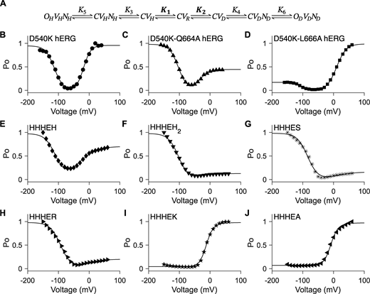 Seven-state gating polarity model describes bipolar gating phenotype of HHHE-X chimeras. (A) Gating scheme of the seven-state gating polarity model. Voltage-dependent steps, K1 and K2, are bolded to indicate they are constrained, where K1 and K2 values from HHHEH fitting are applied to all HHHE-X chimeras. K3, K4, K5, and K6 are voltage-independent transition steps and vary for each chimera. C, OH, and OD are the closed and opened states of the pore, where OH is for hyperpolarization and OD is for depolarization. V is the state of the voltage sensor such that VR is at rest, VH is upon membrane hyperpolarization, and VD is upon membrane depolarization. N is the interaction due to the cytosolic C terminus upon hyperpolarization, NH, and depolarization, ND. Equations for open probability calculations are in Materials and methods, and parameter values used for fitting are reported in Table S3. (B–J)PO−V plots of fitting the gating scheme in A to the PO−V scatter plot data are shown as a solid black line in each figure panel. PO−V scatter plot data from hERG mutants, i.e., B–D, are adapted from Tristani-Firouzi et al. (2002). These data have been normalized again such that the maximum PO value across all test potentials is normalized to 1 (i.e., relative current/maximum relative current). PO−V scatter plot data from HHHE-X, i.e., E–J, are adapted from Lin et al. (2024). PO−V scatter plot data of D540K hERG (circle ●), D540K-Q664A hERG (upward-pointing triangle ▲), D540K-L666A hERG (square ■), HHHEH (diamond ♦), HHHEH2 (downward-pointing triangle ▼), HHHES (asterisk *), HHHER (right-pointing triangle ►), HHHEK (pentagram ★), and HHHEA (left-pointing triangle ◄).