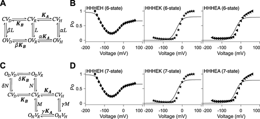 Allosteric models include the five-state gating polarity model. (A and C)KA and KB are voltage-dependent transitions; CVR is the reference (i.e., CVR = 1). L, N, and M are voltage-independent transitions. α, β, δ, and γ are allosteric factors. Voltage-dependent steps, KA and KB, are bolded to indicate they are constrained such that the values for KA and KB used for fitting HHHEH are used for all HHHE-X chimeras. C and O are the closed and open state of the pore, respectively. V is the state of the voltage sensor where VR is at rest. Subscripts H and D describe the states upon membrane hyperpolarization and depolarization, respectively. Equations for calculating PO−V plots are described in Materials and methods. In B and D, PO−V scatter plot data are adapted from Lin et al. (2024), and fittings of the PO−V plots to the corresponding gating schemes are shown as a solid black line. Parameters for allosteric models are reported in Tables S4 and S5. (A) Gating scheme of the six-state allosteric model. (B)PO−V plots fitting the six-state allosteric model to PO−V scatter plot data of HHHEH (diamond ♦), HHHEK (pentagram ★), and HHHEA (left-pointing triangle ◄). (C) Gating scheme of the seven-state allosteric model. (D)PO−V plots fitting the seven-state allosteric model to PO−V scatter plot data of HHHEH (diamond ♦), HHHEK (pentagram ★), and HHHEA (left-pointing triangle ◄).