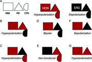 Phenotype chart of HCN-EAG chimeras illustrates the design principles for hyperpolarization-dependent gating. (A) Schematic showing the three structural modules that contribute to hyperpolarization-dependent gating (left). Simplified representations of HCN1 (center) and EAG (right) highlighting the corresponding modules. (B–G) Gating phenotypes of various chimeras and mutants. (B) HHHHE, (C) HHHEH, (D) HHHEE, (E) EEEHH, described in Cowgill et al. (2019); (F) HHHEΔC, described in Lin et al. (2024); and (G) HCN1 C-terminal deletion, from (Wainger et al, 2001) and (Wang et al, 2001). This phenotype chart shows that the HCN-derived VSD is necessary but not sufficient for hyperpolarization-dependent gating. In addition, at least one of the two secondary structural modules—either the PD or the CTD—must also be derived from HCN to confer this gating behavior. When all three modules are appropriately matched, as in wild-type HCN channels, the system exhibits more robust hyperpolarization-dependent gating. VSD, voltage-sensing domain; PD, pore domain; CTD, C-terminal domain.