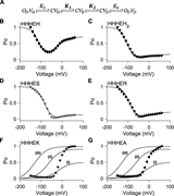 Five-state gating polarity model does not fit conditions where VSD is constant. (A) Gating scheme of the five-state gating polarity model. Voltage-dependent steps, K1 and K2, are bolded to indicate constrained values (i.e., K1 and K2 parameter values used for fitting HHHEH are applied to all HHHE-X chimeras). K3 and K4 are voltage-independent transition steps and vary in each chimera. Abbreviations for each state and equations for calculations of open probabilities are the same as Fig. 4 A. Fitting of PO−V scatter plot data to the gating scheme described in A is shown in the following panels as a solid black line. Parameter values used in these fittings are in Table S2. PO−V scatter plot data are adapted from Lin et al. (2024). (B–G)PO−V scatter plot of HHHEH (diamond ♦), HHHEH2 (downward-pointing triangle ▼), HHHES (asterisk *), HHHER (right-pointing triangle ►), HHHEK (pentagram ★), and HHHEA (left-pointing triangle ◄). (i–iii) Collection of PO−V plots in F and G, such that K3 = 1 × 10−7 and K4 is varied to the following parameter values: (i) K4 = 1, (ii) K4 = 10, and (iii) K4 = 100.