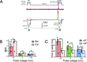 CaV4 voltage-dependent facilitation. (A) Ba2+ current traces showing the effect of a positive conditioning pP on the current recorded at voltage pulses of different amplitudes. The potentials for the control (P1) and the test pulses (P2) were −20, 0, or +20 mV. The pulse duration was 160 ms, and the test pulse was preceded by a strong 40-ms-long conditioning depolarization (pP) to +80 mV. The time between two successive trains of depolarization was 30 s. The superimposed red, green, and blue top traces are the responses of a non-injected oocyte to the protocol with P1 and P2 voltages of −20, 0, or +20 mV, respectively. The colored bottom traces in red, green, and blue are the responses of an oocyte injected with the CaV4 RNA to the same protocol. I1 and I2 are the peak current amplitudes measured during the P1 and P2 pulses, respectively. (B) Averaged facilitation was calculated as the ratio of the current amplitude of the second pulse (I2, after the strong depolarization) over the current amplitude of the first pulse (I1) for pulses at −20, 0, or +20 mV (in red, green, and blue, respectively), recorded in Ba2+ (dark color) or in Ca2+-containing (hatched color) extracellular solutions. The numbers in the bars indicate the number of oocytes recorded in each condition. The unpaired Student’s P values for the statistical significance of the effect of the pP at −20, 0, and +20 mV (with the Holm correction for multiple comparison) were, respectively, 0.049 (*), 0.007 (**), and 0.547 (ns). (C) Time-to-peak values calculated at −20, 0, or +20 mV (same color code as in A), without (dark color) and with (hatched color) a pP. The paired Student’s P values for the statistical significance of the effect of the pP at −20, 0, and +20 were (after Holm correction), respectively, 4.6 × 10−7 (***), 5.3 × 10−4 (***), and 7.6 × 10−4 (***).