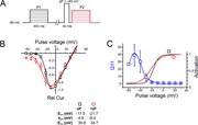 Influence of pP on the I–V curve parameters. (A) Schematic of the protocol used to extract the I–V curve parameters. 400-ms-long voltage steps from −80 to +40 mV were given before (in black, P1) or 4 ms after (in red, P2) a pP to +80 mV. (B) The relative Ba2+ current amplitudes (Rel. Cur.), recorded during P1, (black squares) or during P2 (red circles), were plotted against the voltage amplitude of the pulses. I–V curves were normalized to the peak of the I–V curve for each channel and fitted using Eq. 1 (see Materials and methods). Parameter values for these curves are displayed on the bottom: -pP: I–V curves measured during P1; +pP: I–V curves measured during P2. Note the negative shift of Eact and the increase in kact value. (C) Superimposition of the voltage dependence of facilitation (I2/I1, left Y axis) and activation curves, with (in red) or without (in blue) a pP (right Y axis, using the activation parameters Eact and kact obtained from the fit of the I–V curves). The X axis is the amplitude of the voltage pulses P1 or P2.
