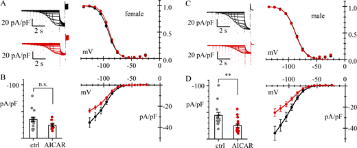 AMPK activation inhibits Ifin female and male mouse pacemaker cells.(A–D) Whole-cell recordings of If in 3-mo-old female (A and B) and 3-mo-old male (C and D) mouse SAN cells in control (black) and after 4-h treatment with AMPK activator (AICAR 1 mM) (red). Data are obtained from N = 3 females and N = 3 males. (A and C) Representative current traces (left) and activation curves (right). Best fitting with the Boltzmann equation yielded the following values: (A) V1/2 = −91.0 ± 1.67; s = 8.2 ± 0.5 mV (n = 14) and V1/2 = −89.5 ± 1.69 mV; s = 7.5 ± 0.4 mV (n = 13) (n.s.); (C) V1/2 = −88.9 ± 1.76; s = 9.2 ± 0.5 mV (n = 12) and V1/2 = −88.2 ± 1.65 mV; s = 9.1 ± 0.7 mV (n = 15) (n.s.), for control and AICAR-treated cells, respectively. (B and D) Steady-state I/V relations; bar graphs on the left show the distributions of current densities at −125 mV. Predicted means ± SEM assuming GLMM (Gamma distribution) were (B) −35.4 ± 4.03 (n = 14) and −24.2 ± 2.87 pA/pF (n = 13) (P = 0.0982, n.s.); (D) −44.6 ± 5.49 (n = 12) and −25.2 ± 2.77 pA/pF (n = 15) (P = 0.0030, **) for control and AICAR-treated cells, respectively. The difference in current density in female vs. males did not reach significance (P = 0.05067). Significance P values were adjusted with Tukey’s test assuming four groups. Details of statistical analysis are shown in Table S1.