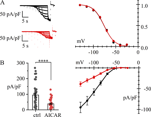 AMPK activation reduces membrane expression of HCN4 channels in HEK293 cells. Whole-cell recordings from HEK293T cells transfected with hHCN4 in control (black) and after 4-h treatment with the AMPK activator AICAR (1 mM) (red). (A) Representative current traces (left) and activation curves (right). Best fitting with the Boltzmann equation yielded V1/2 = −76.1 ± 1.3 (n = 18) and −75.0 ± 1.6 mV (n = 16) (unpaired t test, P = 0.6105, n.s.); s = 11.8 ± 0.8 and 11.6 ± 0.6 mV, in control and AICAR-treated cells, respectively. (B) Steady-state I/V relations; bar graphs on the left show the distributions of current densities at −130 mV. Mean ± SEM values were −95.3 ± 12.6 (n = 36) and −38.9 ± 5.29 pA/pF (n = 34) in control and AICAR-treated cells, respectively (GLM Gamma, P < 0.0001, ****). Details of statistical analysis are shown in Table S2.