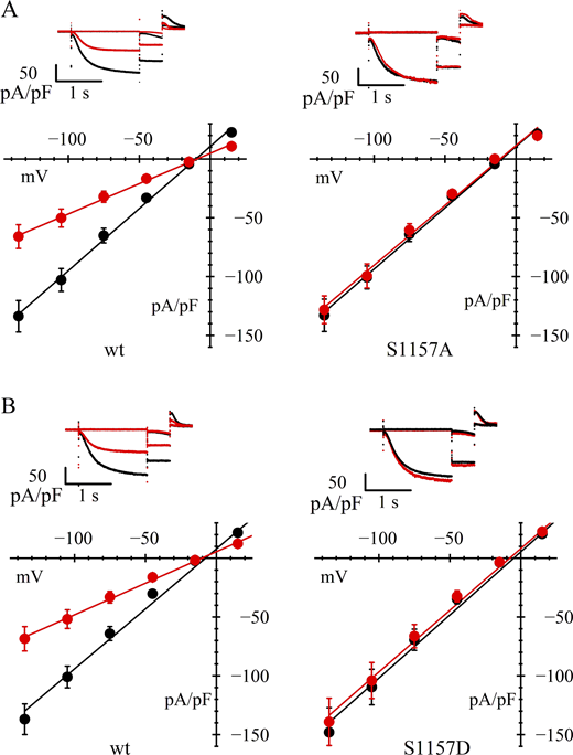 Involvement of hHCN4 serine 1157 in AMPK-mediated channel modulation. (A and B) In A and B, upper panels are typical current records, and lower panels are fully activated I/V relations, normalized to cell capacitance, from HEK293F cells in control conditions (black) and after AICAR treatment (red). Data from cells transfected with wild-type hHCN4 (left in A and B) are compared with data from cells transfected with S1157A or S1157D mutant channels (right in A and B, respectively). Linear fitting of I/V curves yielded the following normalized conductance values (nS/pF): (A) 1.06, 0.52 (left) and 1.04, 1.01 (right); (B) 1.02, 0.54 (left) and 1.08, 1.05 (right) for wild-type and AICAR-treated cells, respectively. In each experiment, control and mutant channels data are from the same day-matched transfection protocol. Statistical analysis and data comparisons are shown in Tables 1 and S2.