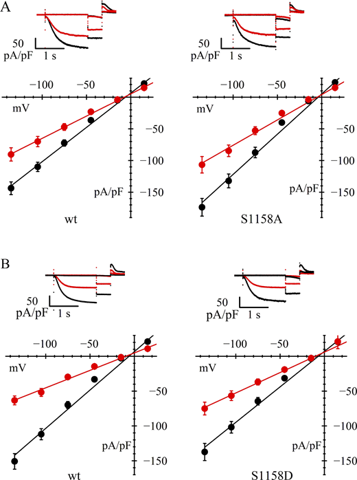 hHCN4 serine 1158 alone does not directly contribute to AMPK-mediated channel modulation. (A and B) In A and B, upper panels are typical current records, and lower panels are fully activated I/V relations, normalized to cell capacitance, from HEK293F cells in control conditions (black) and after AICAR treatment (red). Data from cells transfected with wild-type hHCN4 (left in A and B) are compared with data from cells transfected with S1158A or S1158D mutant channels (right in A and B, respectively). Linear fitting of I/V curves yielded the following normalized conductance values (nS/pF): (A) 1.08, 0.70 (left) and 1.27, 0.80 (right); (B) 1.10, 0.50 (left) and 1.02, 0.59 (right) for wild-type and AICAR-treated cells, respectively. Statistical analysis and data comparisons are shown in Tables 1 and S2.