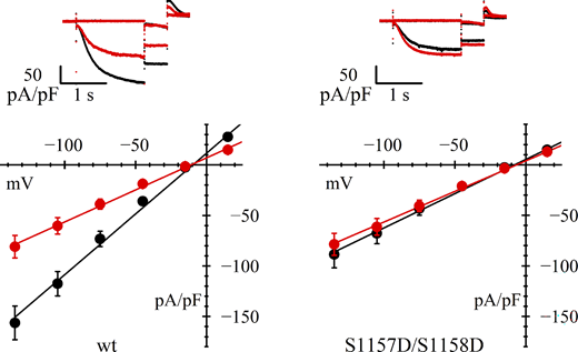 Loss of AMPK action on double mutant S1157D/S1158D. Representative current records (top) and fully activated I/V relations (bottom) normalized to cell capacitance, from HEK293F cells in control conditions (black) and after AICAR treatment (red). While cells transfected with wild-type hHCN4 (left) show a standard response to AICAR treatment, cells transfected with S1157D/S1158D double-mutant channels in day-matched experiments (right) have a reduced basal current and are unresponsive to AICAR. Linear fitting of I/V curves yielded the following normalized conductance values (nS/pF): 1.20, 0.63 (left) and 0.68, 0.60 (right) for wild-type and AICAR-treated cells, respectively. Statistical analysis and data comparisons are shown in Tables 1 and S2.