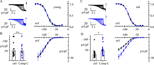 AMPK is constitutively activated in old, but not in young, mice.(A–D) Whole-cell recordings of If in 3-mo-old (young) (A and B) and 24-mo-old (old) (C and D) mouse SAN cells in control (black) and after 4-h treatment with AMPK inhibitor (Compound C 30 µM for 4 h) (blue). Data are obtained from N = 3 young and N = 5 old mice. (A and C) Representative current traces (left) and activation curves (right). Best fitting yielded the following values (mV): (A) V1/2 = −86.2 ± 1.30 (n = 18) and −86.4 ± 1.42 (n = 14) (n.s.); s = 8.3 ± 0.4 and 10.2 ± 0.7; (C) V1/2 = −83.6 ± 1.04 (n = 24) and −82.5 ± 1.19 (n = 17) (n.s.); s = 8.7 ± 0.3 and 9.6 ± 0.4, for control and Compound C–treated cells, respectively. (B and D) I/V relations; bar graphs on the left show the distributions of current densities at −125 mV. Mean ± SE values (pA/pF) were as follows: (B, young) −45.3 ± 6.94 (n = 19) and −44.1 ± 7.24 (n = 16) (P = 0.9986, n.s.); and (D, old) −29.1 ± 3.55 (n = 27) and −47.1 ± 6.37 (n = 20) (P = 0.0110, *), for control and Compound C–treated cells, respectively. Current densities from young mice in control conditions and from old mice after Compound C treatment did not differ significantly (P = 0.9975, n.s.). Details of statistical analysis are shown in Table S1.