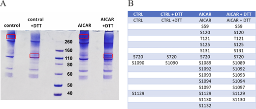 SDS-Page analysis of AICAR action on HCN4 protein phosphorylation. (A) SDS-PAGE gel loaded with HCN4 proteins purified from transfected HEK293F cells under control conditions and after AICAR treatment. The quaternary structure of HCN4 is not completely dissolved in a denaturing gel (Saponaro et al., 2021a; Saponaro et al., 2021b). Therefore, DTT was added to favor the disruption of HCN4 tetramers and the consequent isolation of the monomers. Circled bands were analyzed with nLC-ESI-MS/MS Q Exactive HF. (B) Table of all residues found to be phosphorylated in MS analysis. Source data are available for this figure: SourceData FS4. Refer to the image caption for details.