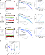 Effect of M1004A, M1129A, and M1426A mutations on CaV1.4 inhibition by ML218. (A–C) Left: Representative CaV1.4 mutant ICa traces before and after exposure to ML218. ICa was elicited by a 200-ms test pulse from −90 to +10 mV. Middle: Time course of ICa treated with vehicle (control) or the indicated concentrations of ML218. ICanorm represents current amplitude normalized to that measured during vehicle application. Points represent mean ± SEM. Right: Dose–response plot showing the inhibition (%) of ICa as a function of ML218 concentration fit by nonlinear regression. Dashed line represents curve fit of data for CaV1.4 WT (Fig. 3 B). Parentheses indicate numbers of cells. (D) Percentage of inhibition by ML218 (10 μM) of peak ICa measured in middle panels of A–C. Bars represent mean ± SEM, P value determined via Dunnett’s multiple comparisons test.