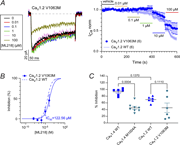 Effect of V1063M mutation on ML218 inhibition of CaV1.2.(A) Left: Representative CaV1.2 V1063M ICa traces before and after exposure to ML218. ICa was elicited by a 200-ms test pulse from −90 mV to +10 mV. Right: Time course of ICa treated with vehicle (control) or the indicated concentrations of ML218. ICanorm represents current amplitude normalized to that measured during vehicle application. Points represent mean ± SEM. Parentheses indicate numbers of cells. (B) Dose–response plot showing the inhibition (%) of ICa as a function of ML218 concentration fit by nonlinear regression. Dashed line represents curve fit of data for CaV1.2 WT (Fig. 5 B). (C) Percentage of inhibition by ML218 (100 μM) of peak ICa measured in the time course panel of A. Bars represent mean ± SEM, P value determined via Dunnett’s multiple comparisons test.