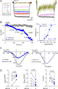 Inhibition of CaV1.4 by ML218. (A) Left: Representative traces for CaV1.4 ICa elicited by a 200-ms test pulse from −90 to +10 mV before and after exposure to ML218. Right: ICa traces (normalized to vehicle treated) show inactivation with ML218 at 10 and 100 μM. (B) Left: Time course of ICa treated with vehicle (control) or the indicated concentrations of ML218. ICanorm represents current amplitude normalized to that measured during vehicle application. Points represent mean ± SEM. Right, Dose–response plot showing the inhibition (%) of ICa as a function of ML218 concentration fit by nonlinear regression. Dashed line represents curve fit of data for CaV3.2 (Fig. 1 H). (C) Left: Representative I–V plot for ICa before and after exposure to ML218. ICa was evoked by 200-ms test pulses from −90 mV. Smooth lines represent Boltzmann fits. Right: Boltzmann fits of I–V data normalized to the peak ICa.(D) Peak current density (IPeak), normalized Gmax, and Vh before and after exposure to 5 μM ML218. P values were determined by paired t tests. In B and C, parentheses indicate numbers of cells.