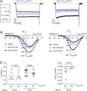 Inhibition of CaV1.4 by ML218 is voltage independent. (A) Representative traces for CaV1.4 ICa elicited by a 200-ms test pulse from Vhold of −90 mV or −50 to +10 mV before and after exposure to ML218. (B) Representative I–V plots for ICa evoked by 50-ms test pulses from Vhold of −90 or −50 mV before and after exposure to ML218. Smooth lines represent Boltzmann fits. (C) Inhibition (%) and difference in Gmax (ΔGmax) caused by ML218 (5 µM). P values were determined by unpaired t tests.