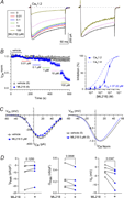 Inhibition of CaV1.2 by ML218. (A) Left: Representative traces for CaV1.2 ICa before and after exposure to ML218. ICa was elicited by a 200-ms test pulse from −90 to 10 mV. Right: ICa traces (normalized to vehicle treated) show inactivation with ML218 at 10 and 100 μM. (B) Left: Time course of ICa treated with vehicle (control) or the indicated concentrations of ML218. ICanorm represents current amplitude normalized to that measured during vehicle application. Points represent mean ± SEM. Right: Dose–response plot showing the inhibition (%) of ICa as a function of ML218 concentration fit by nonlinear regression. Dashed line represents curve fit of data for CaV1.4 (Fig. 3 B). (C) Left: Representative I–V plot for ICa before and after exposure to ML218. ICa was evoked by 200-ms test pulses from −90 mV. Smooth lines represent Boltzmann fits. Right: Boltzmann fits of I–V data normalized to the peak ICa.(D) Peak current density (IPeak), normalized Gmax, and Vh before and after exposure to 5 μM ML218. P values were determined by paired t tests. In B and C, parentheses indicate numbers of cells.