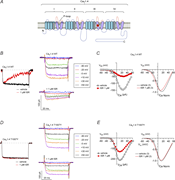 Effect of mutation of T1007Y on CaV1.4 inhibition by ISR. (A) Schematic showing CaV1.4 with four repeats (I–IV), each with six transmembrane helices (S1–S6) and a pore (P) loop. T1007Y mutation in IIIS5 is indicated (red circle). (B) Left: CaV1.4 WT ICa traces (normalized to vehicle treated) show inactivation with ISR. ICa was elicited by a 200-ms test pulse from −90 to 10 mV. Right: Representative ICa traces of CaV1.4 WT before and after exposure to ISR. ICa was elicited by a 50-ms test pulse from −90 mV to indicated voltages. (C) Left: Representative I–V plot for ICa before and after exposure to ISR. ICa was evoked by 50-ms test pulses from a Vhold of −90 mV. Smooth lines represent Boltzmann fits. Right: Boltzmann fits of I–V data normalized to the peak ICa (n = 3). (D and E) Same as B and C, but for CaV1.4 T1007Y.