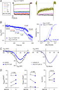 Effect of T1007Y mutation on CaV1.4 inhibition by ML218. (A) Left: Representative CaV1.4 T1007Y ICa traces before and after exposure to ML218. ICa was elicited by a 200-ms test pulse from −90 mV to +10 mV. Right: ICa traces (normalized to vehicle treated) show inactivation with ML218 at 10 and 100 μM. (B) Left: Time course of ICa treated with vehicle (control) or the indicated concentrations of ML218. ICanorm represents current amplitude normalized to that measured during vehicle application. Points represent mean ± SEM. Right: Dose–response plot showing the inhibition (%) of ICa as a function of ML218 concentration fit by nonlinear regression. Dashed line represents curve fit of data for CaV1.4 WT (Fig. 3 B). (C) Left: Representative I–V plot for ICa before and after exposure to ML218. ICa was evoked by 200-ms test pulses from −90 mV. Smooth lines represent Boltzmann fits. Right: Boltzmann fits of I–V data normalized to the peak ICa. (D) Peak current density (IPeak), Gmax, and Vh before and after exposure to ML218 (5 µM). P values were determined by paired t tests. In B and C, parentheses indicate numbers of cells.
