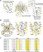 Modeling of ML218 and Z944 in CaV1.4. (A) Structural overview of the CaV1.4 α1 subunit model generated by AF2, superimposed with experimental structures of nifedipine-bound rabbit CaV1.1 (PDB: 6jp5), ML218-bound CaV3.2 (PDB: 9ayk), and Z944-bound CaV3.1 (PDB: 6kzp). Boxed images show poses of ML218 and Z944 in the site corresponding to the CaV3-binding pocket in the II–III fenestration, nifedipine binding in the canonical DHP site, and the best docking pose of ML218 and Z944 in the III–IV fenestration. (B) Left panel: Top-down view of the CaV1.4 model, showing the positions of the ligands in experimental structures (nifedipine, ML218, and Z944). Middle and right panels: Best docking poses for ML218 and Z944 in the III–IV fenestration in CaV1.4, highlighting key interacting residues and hydrophobic surfaces (green shading). (C) Alignment of residues in IIIS5, IIIS6, and IVS6 in CaV3 and CaV1 subtypes. Residues involved in DHP binding are highlighted. Numbers correspond to human CaV1.4 sequence. ML218- and Z944-interacting methionine residues are in bold.