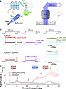 A multi-part image showing the optogenetic setup (A), electrophysiology traces (B), and a graph of normalized current (C) for h C N G A 1 channels.