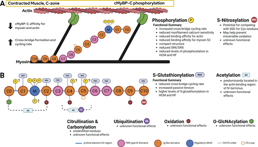 sinha et al. eur j clin nutr 2018 liposomal glutathione Post-translational modifications of cardiac myosin-binding protein-C: Mechanisms behind fine-tuning the sarcomere | Journal of General Physiology