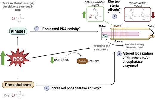 sinha et al. eur j clin nutr 2018 liposomal glutathione Post-translational modifications of cardiac myosin-binding protein-C: Mechanisms behind fine-tuning the sarcomere | Journal of General Physiology