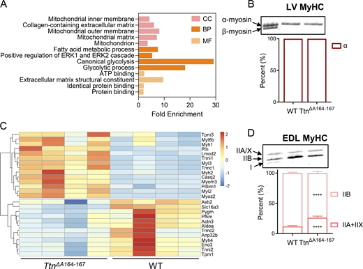 A multi-part image labeled A through D, shows molecular and metabolic analyses of the Ttn Delta A164-167 mutation.