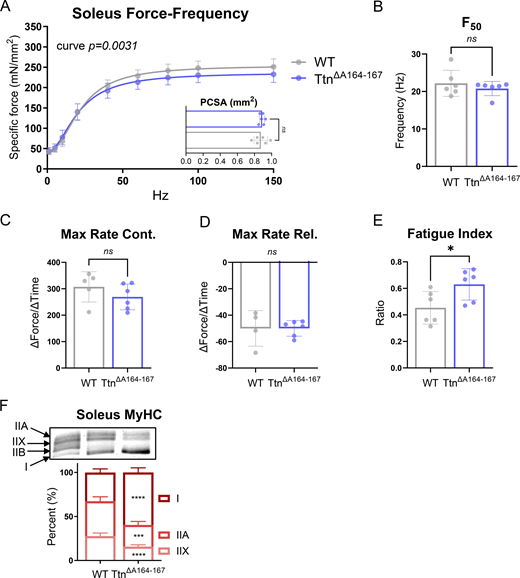 Soleus function in the TtnΔA164–167model. (A) Force–frequency relationship of intact soleus muscle with PCSA measurement inset. The force–frequency curves were fit with a Hill equation, and statistical significance for curve fit was determined by an extra sum-of-squares F test. Statistical significance for each frequency was determined by two-way ANOVA (no significance), and for PCSA by an unpaired t test. (B) F50, or the frequency at which 50% of maximal force is produced, for soleus muscle. (C) Maximal rate of contraction (maximum dx/dt) during twitch (1 Hz) stimulations of intact soleus muscles. (D) Maximal rate of relaxation (minimum dx/dt) during twitch (1 Hz) stimulations of intact soleus muscles. (E) Fatigue index, a ratio of the average force produced by the last five stimulations to the average force produced by the first five stimulations of a 75-stimulation fatigue protocol on intact soleus muscles. Statistical significance for B–E was determined by an unpaired t test. 5–6 mice of each genotype were used. (F) MyHC ratios in soleus muscle were determined by SDS-PAGE. Statistical significance was determined by multiple t tests (WT vs. TtnΔA164–167 by fiber type). 5–6 mice of each genotype were used. ns, p ≥ 0.05; *p ≤ 0.05. Source data are available for this figure: SourceData FS4. Refer to the image caption for details.