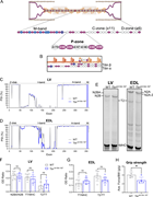 A multi-part image labeled A through H illustrates the structural and functional analysis of the protein titin.