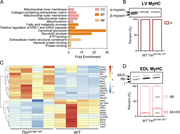 A multi-part image labeled A through D, shows molecular and metabolic analyses of the Ttn Delta A164-167 mutation.