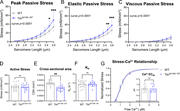 A multi-part graph labeled A through G quantifies the biomechanical properties of muscle fibers.