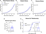 Multiple graphs depict peak passive stress, elastic stress, viscous stress, maximal active stress, and stress-C a 2 plus relationship.