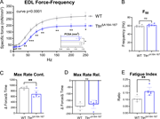 A multi-part graph labeled A through E evaluates the contractile performance and fatigue of E D L muscle in the Ttn Delta A164-167 mutant.