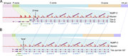 A diagram of the proposed model of W T and Ttn A164-167 thick filaments showing components like titin, myosin, and cMyBP-C.