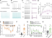 Multiple graphs depict the effects of cholesterol on membrane excitability and mechanical hypersensitivity in rats.