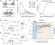 A multi-part diagram with graphs shows C T x B occupancy in O M D s and F L I M-F R E T efficiency in t s A-201 cells.