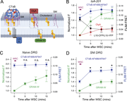 Multiple phasor plots, showing fluorescence intensity and F R E T efficiency in cells after cholesterol supplementation.