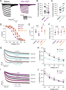 A multi-part image showing the effects of manipulating cholesterol on H C N channel gating in nociceptor D R G neurons.