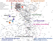 A network diagram of lysosomal proteins in humans, highlighting various clusters and their functions.