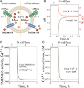 A multi-panel image depicts lysosomal calcium depletion following vATPase inhibition.