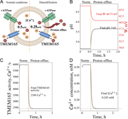A multi-panel image depicts the effects of proton efflux on lysosomal conditions, including pH, TMEM165 activity, and calcium concentration.